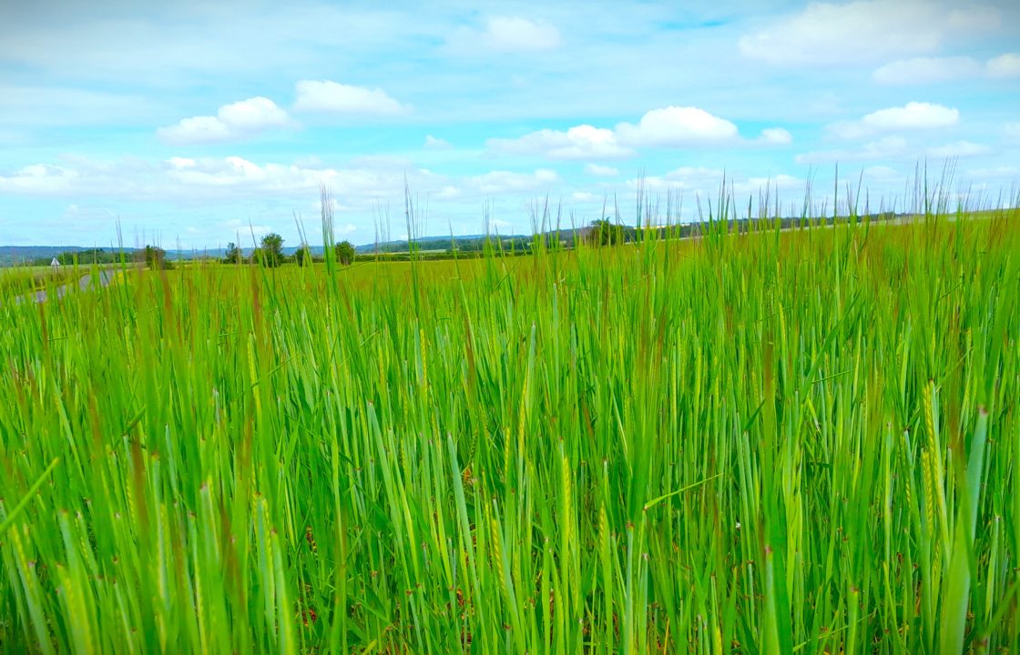 Orge Bio Lingone 05 #1