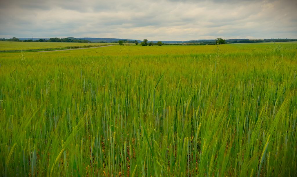 Orge Bio Lingone Mai 2025