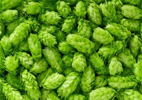 Houblon Cones